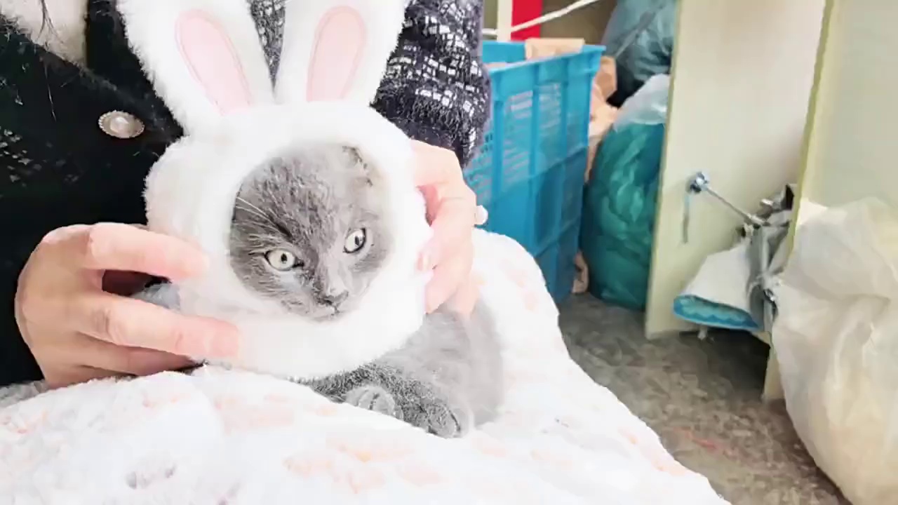 Bunny Ear Hat and Apparel for Pet Photo Shoots
