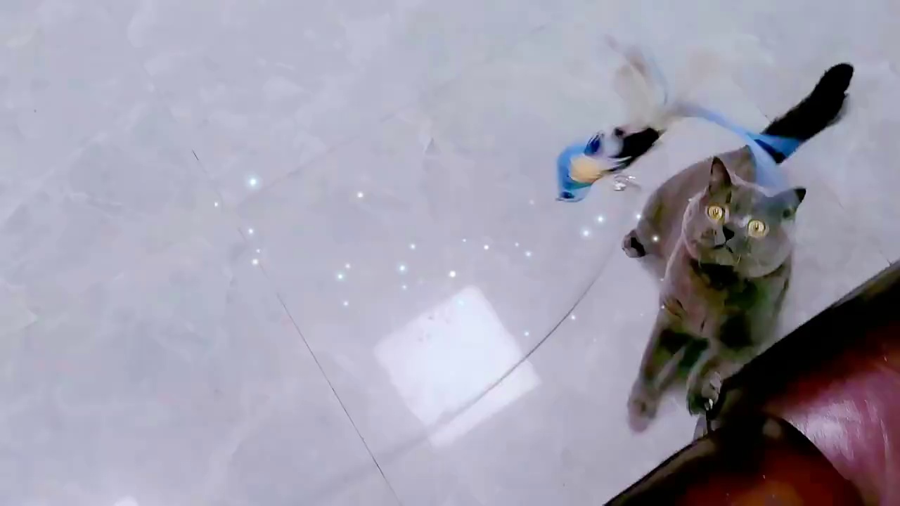 Cat Teaser Feather Bird Head Toy