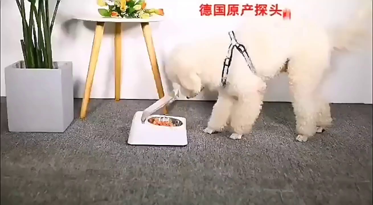 Programmable Automatic Pet Feeder