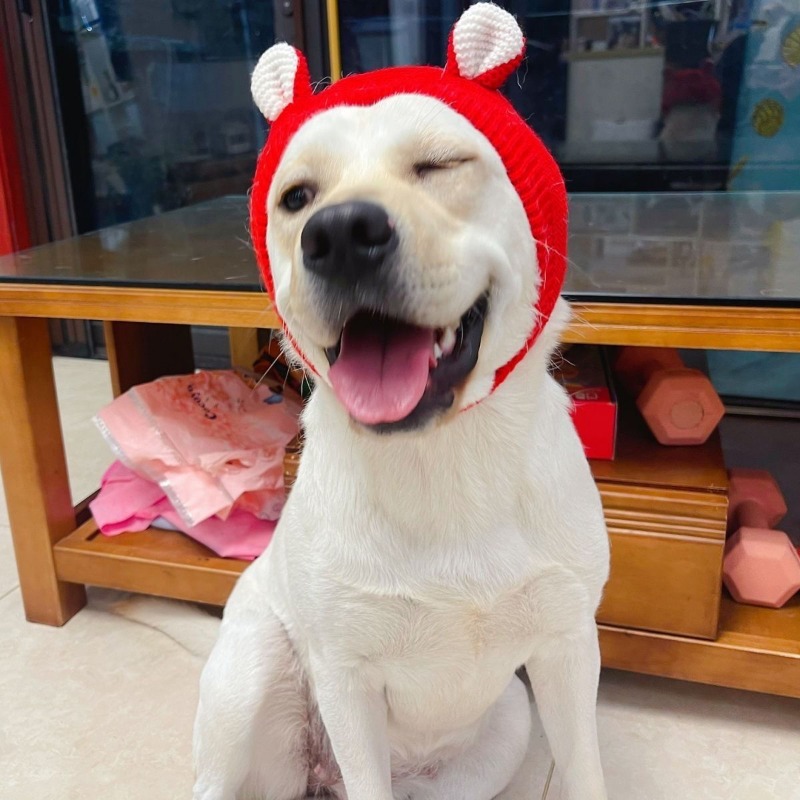Winter Polyester Dog Hat with Ear Warmers