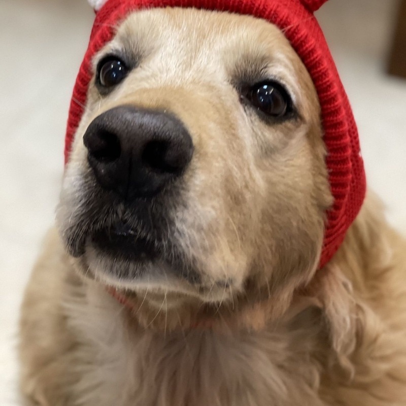 Winter Polyester Dog Hat with Ear Warmers