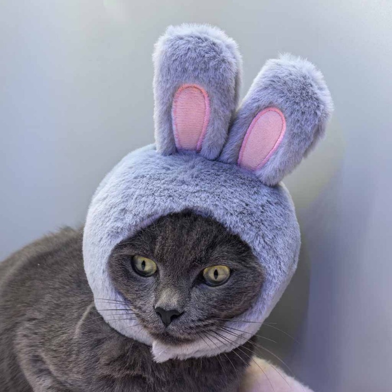 Bunny Ear Hat and Apparel for Pet Photo Shoots