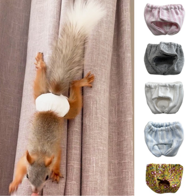 Squirrel Absorbent Training Underwear