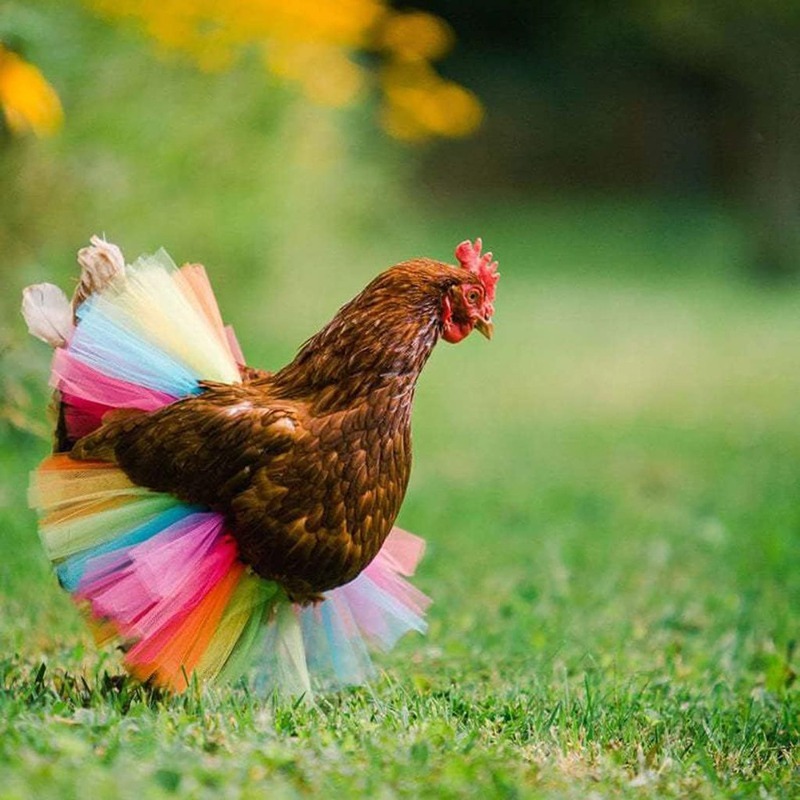 Halloween Chicken Vest with Tutu and Animal Print