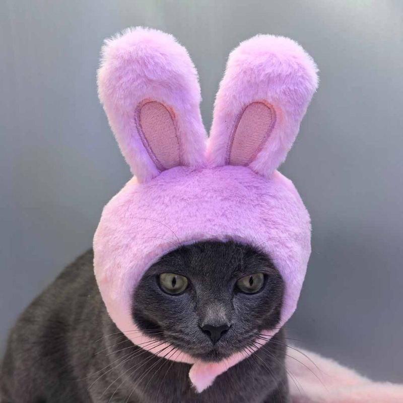 Bunny Ear Hat and Apparel for Pet Photo Shoots