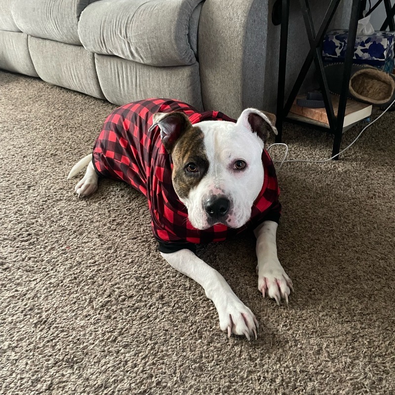 Plaid Fleece Hoodie for Medium Large Dogs