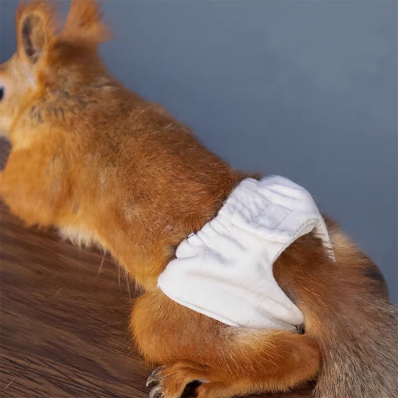 Squirrel Absorbent Training Underwear