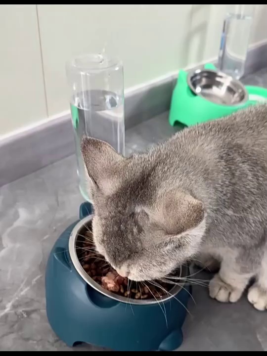 Anti Knock Stainless Steel Pet Bowl