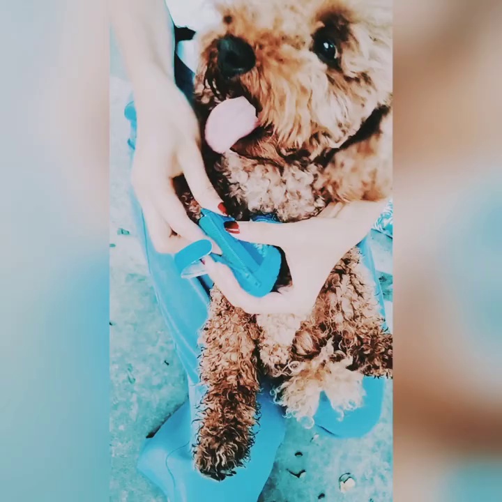 All-Season Breathable Outdoor Dog Footwear