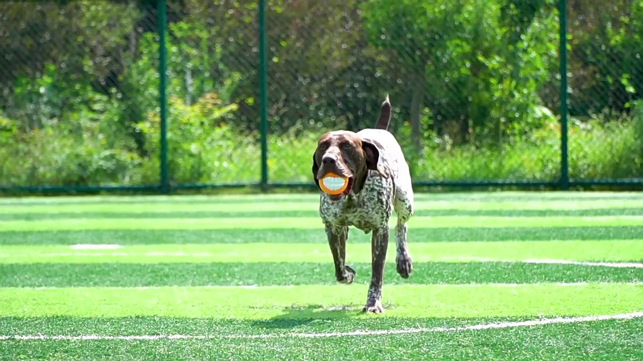 TPR Pumpkin Ball Chew Toy with Squeaker