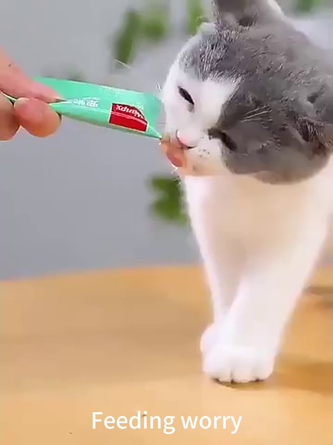 Multi Functional Pet Liquid Food Spoon