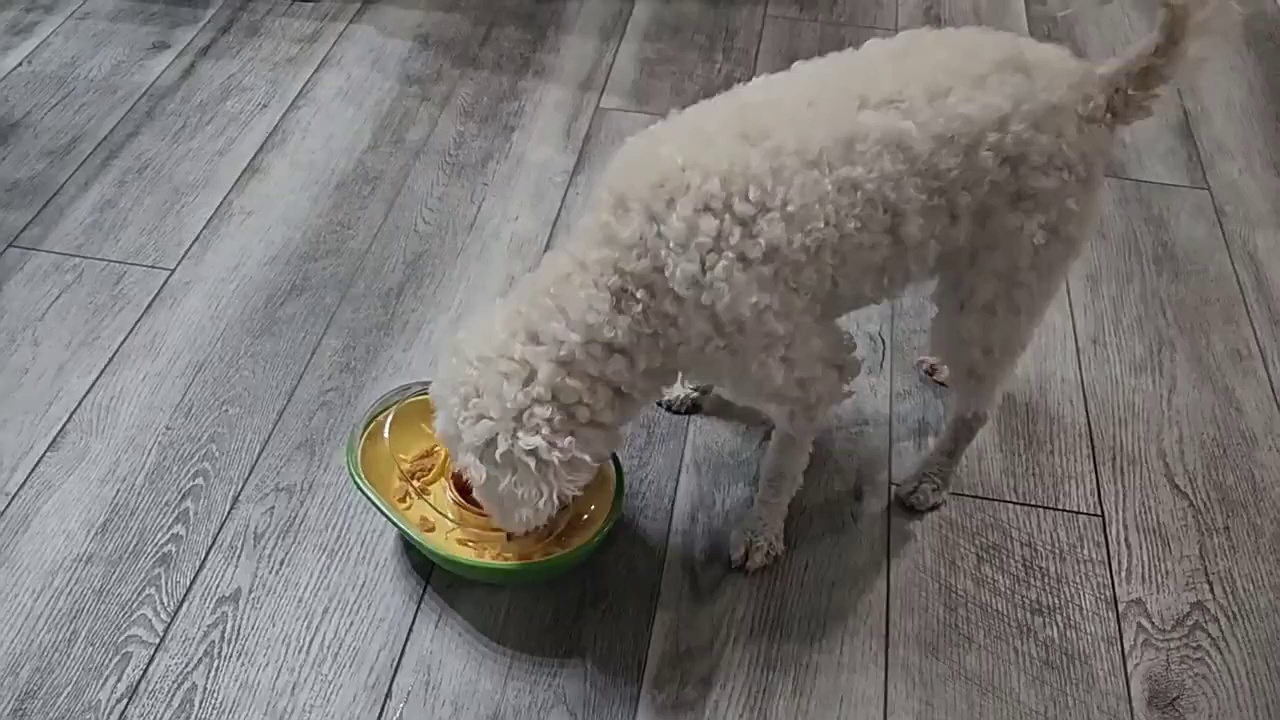 Avocado Anti-Spill Slow Feed Dog Bowl