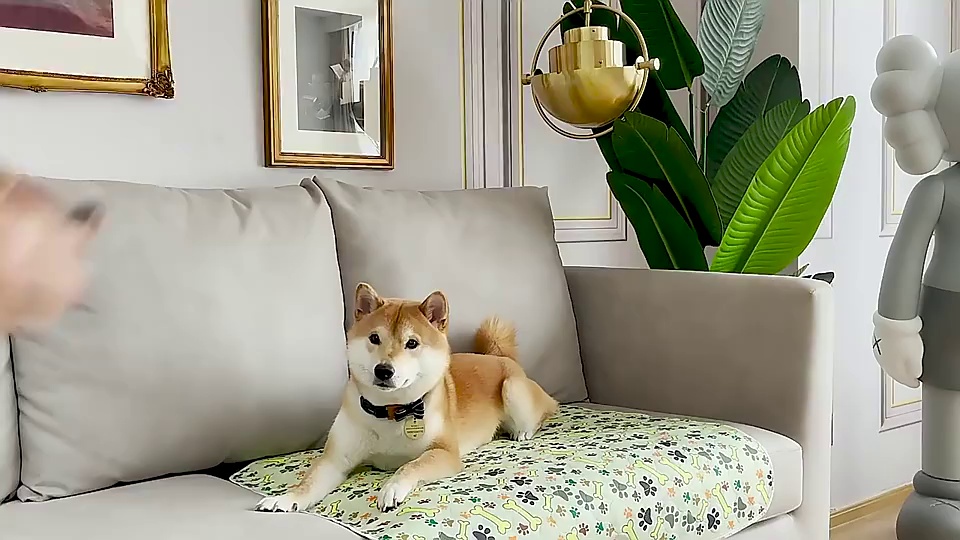 Quick-Dry Absorbent Pet Training Pad