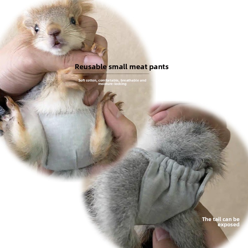 Squirrel Absorbent Training Underwear