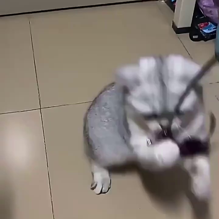 65cm Cat Teaser Stick with Feather and Bell