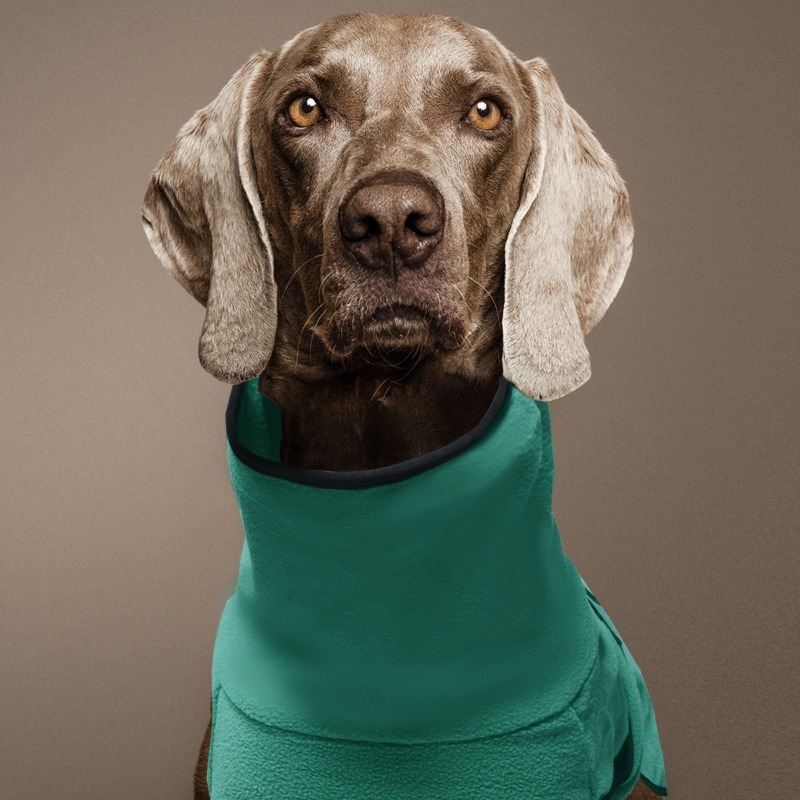 Solid Pattern Dog Sweater with Scarf