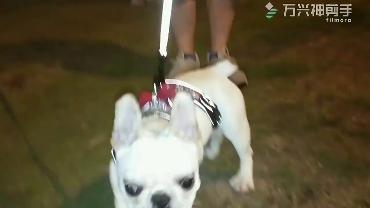 Dog Chest Harness Vest Rhinestone Bow Reflective