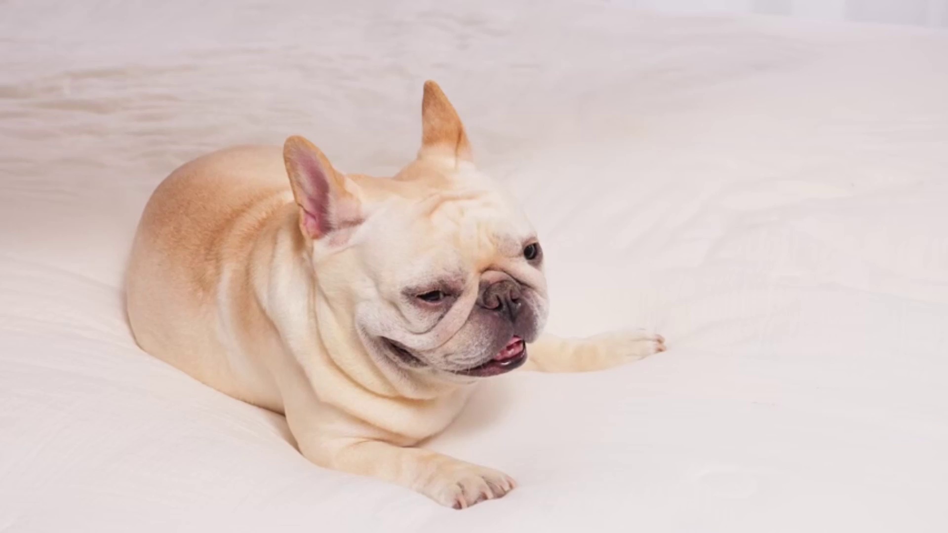 Sherpa Lined Waterproof Kennel Blanket