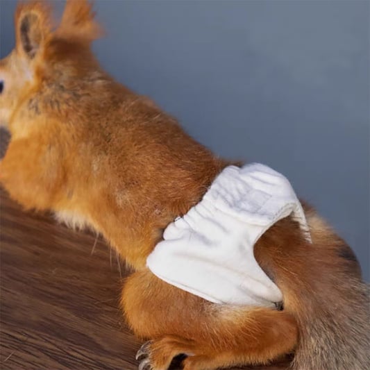Squirrel Absorbent Training Underwear