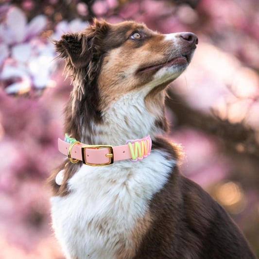 Pet Collar Leash Set PVC Rainbow Color