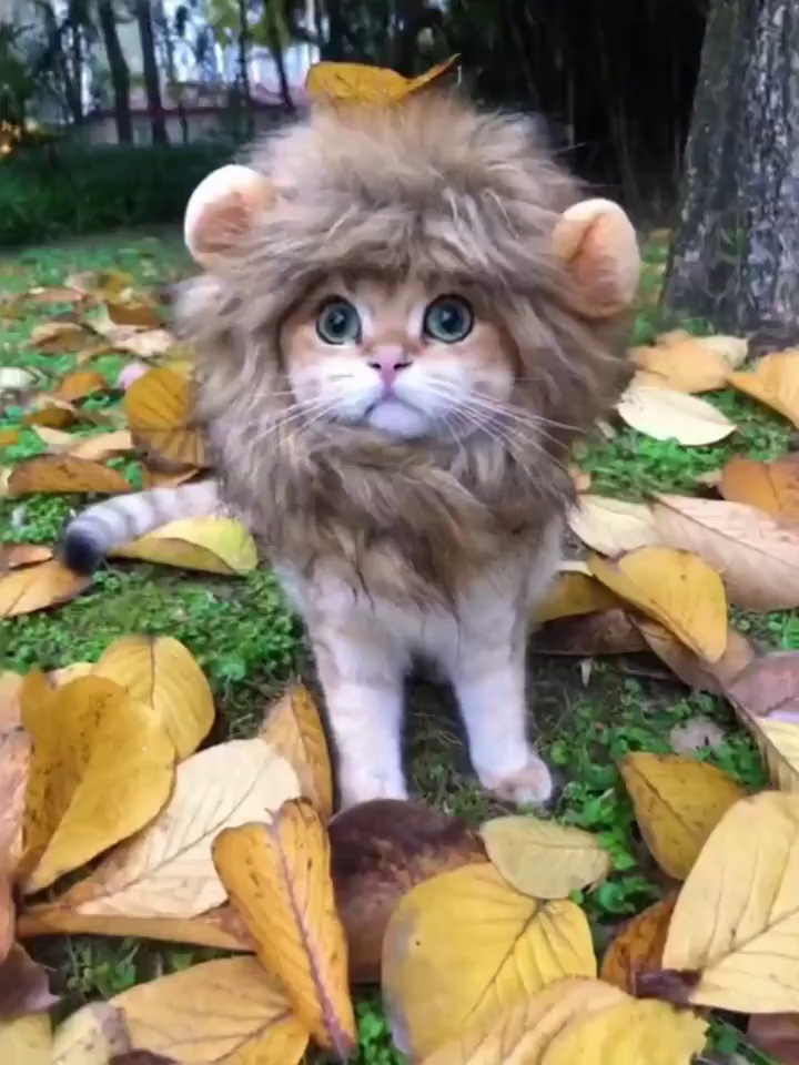 Funny Polyester Wig with Lion Ears for Pets