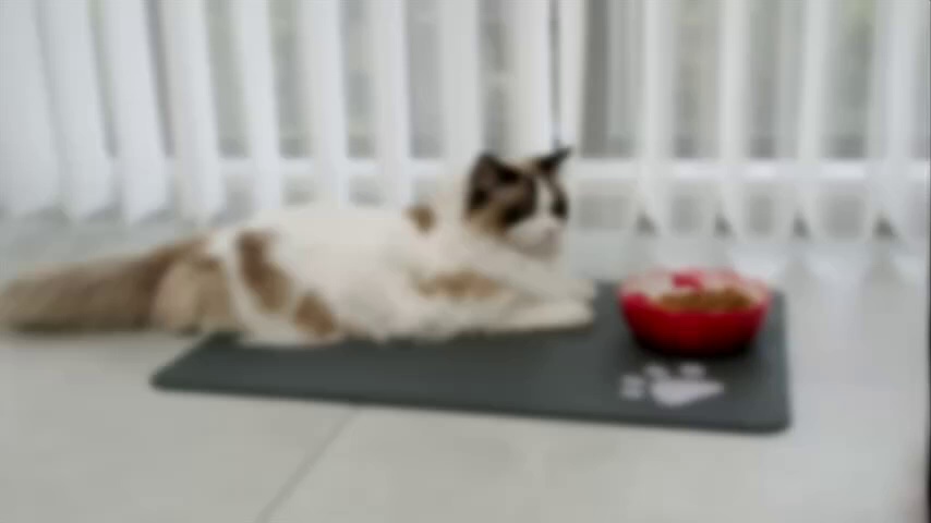Diatomite Anti-Slip Floor Mat for Pet Areas