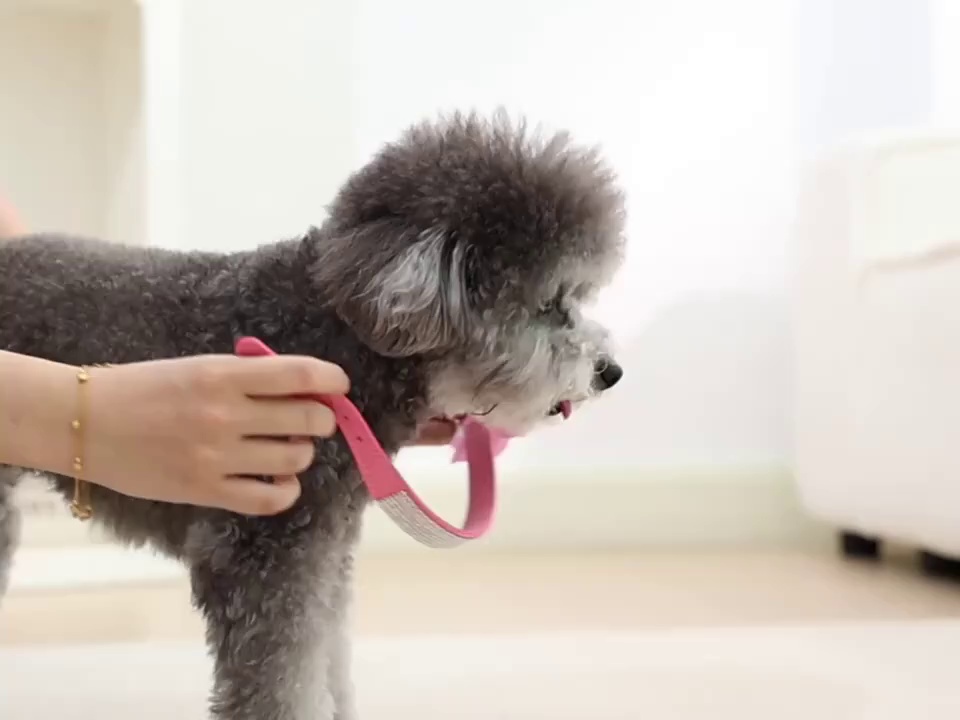 Pet Collar Suede Rhinestone Bell Adjustable